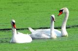 Swan Parents And Cygnet