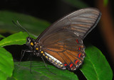 Varus Swallowtail