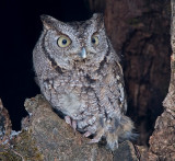 Eastern Screech Owl 5