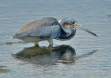 Tricolored Heron