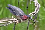 Green Heron Lunch