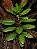 Rutaceae (Citrus Family) - 'Alani, Pilo Kea, etc