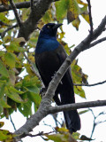 Common Grackle