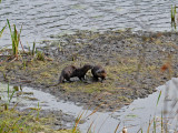 Otters