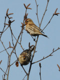 Common Redpoll