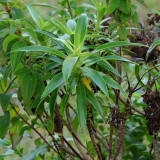 Dubautia Plantaginea