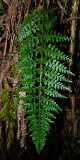 Asplenium sp.