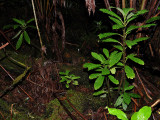 Cyanea Platyphylla