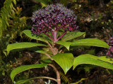 Hydrangeaceae (Hydrangea Family) - Kanawao