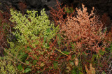 Rumex Skottsbergii Flowers & Seeds