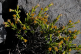 Naenae Flowers