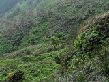 Pritchardia Forbesiana In Habitat