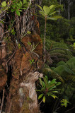 Epiphytes