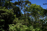 Upper Piinaau Trail