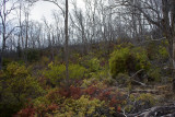10/30-11/7, 2010 - Mauna Loa Strip Road