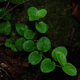 Elongated, Toothed Leaves