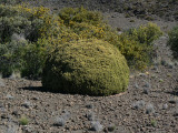 Alpine Pukiawe