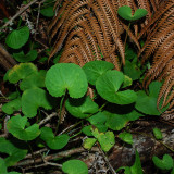 Asiatic Pennywort