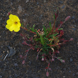 Evening Primrose