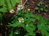 Japanese Anemone