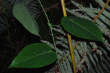 Passiflora Vine