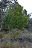 Aalii Tree