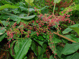 Rumex Giganteus Flowers