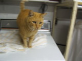   I AM TIGER....I was first called Moses