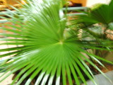 a fan of beauty YARBROUGH REUNION