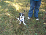  Our furry friends at the sonker fest