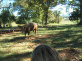 BUSY COW