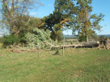 PRAYING TREE DOWN