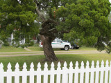 Tree Trunk,  interesting