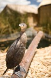 MSClimb2008-0998.jpg