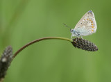 Common blue-Polyommatus icarus