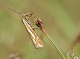 Crambus pratella-Moth