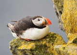 Puffin-Fratercula arctica