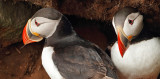 Puffin-Fratercula arctica