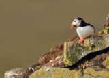 Puffin-Fratercula arctica