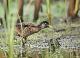 Water Rail-Rallus aquaticus