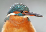 Kingfisher-Alcedo atthis