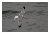 Ring-Billed Gull