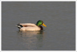 Mallard