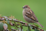 House Sparrow