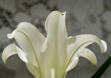 Easter Lily