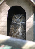 Gray-horned Owl