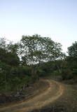 En Finca de Cafe