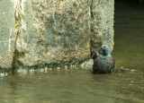 A Bather