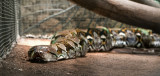 Barbados Wildlife Reserve: Python