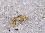 A Crabby